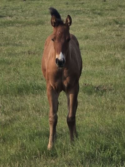 Top Gun Rooster JW<BR>AQHA PENDING